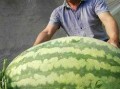 网络大瓜