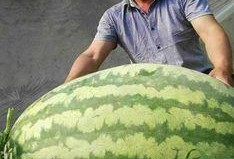 网络大瓜